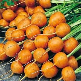 Семена моркови Парижская каротель