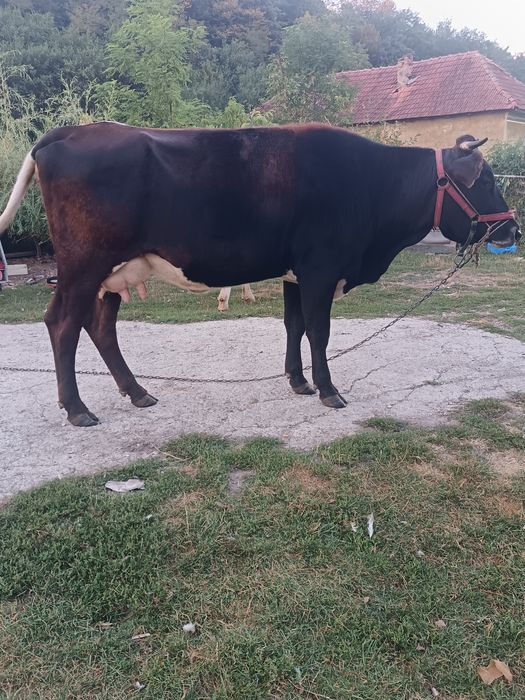 Vând urgent o vacă de 3 ani