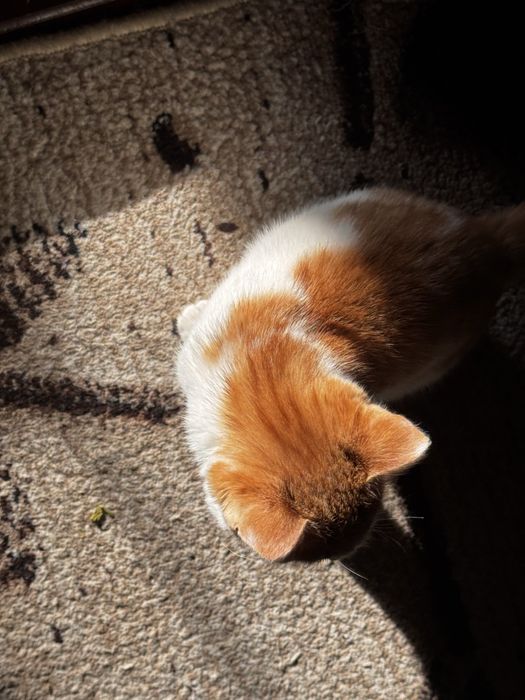 Uy mushugi Домашний котенок