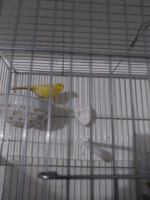 Продаётся канарейки