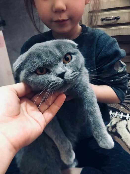 Скоттиш фолд зоти тоза 8 ойли