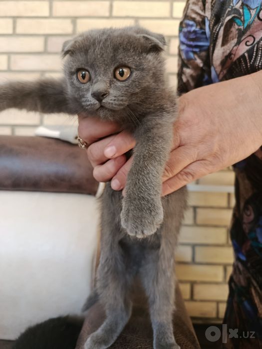 Милая кошечка 2,5 месяца, девочка