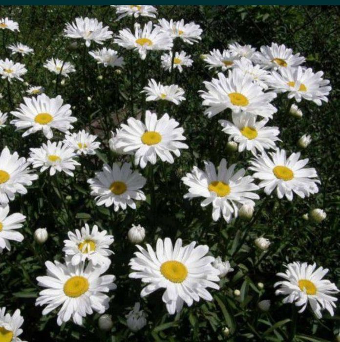 Крупная белая Ромашка