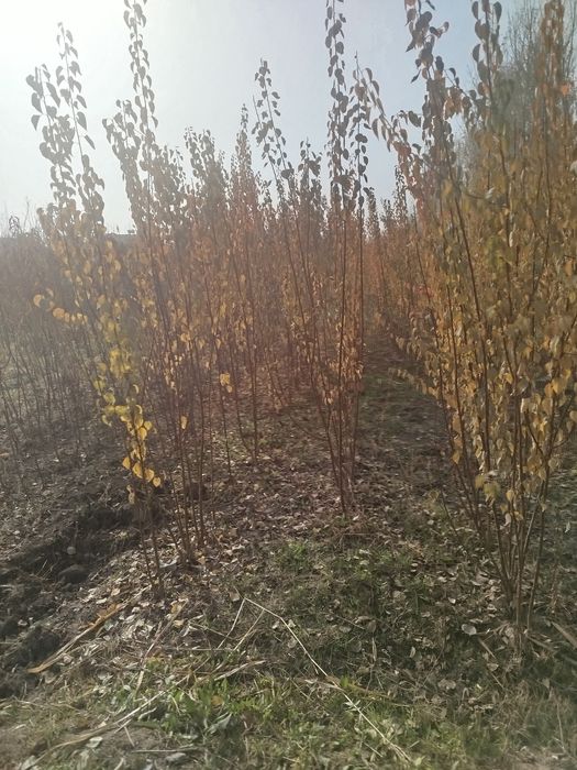 Нихол кучатлари сотилади пайванди