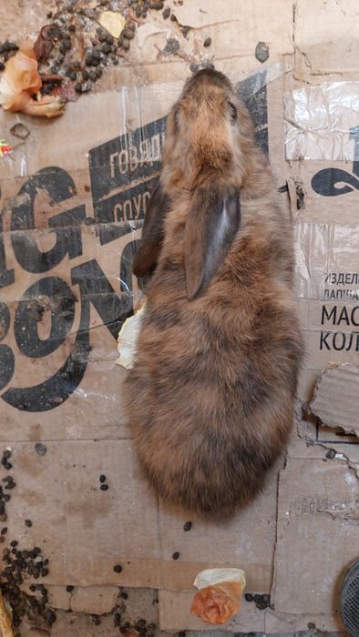 Кролики куён амадинка ба бартер