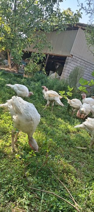 Big 6 kurkalari bor sotiladgon kere bosa tel qilylar kilosi 10 kilo