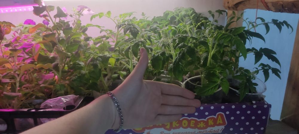 Продается Рассада , цветы