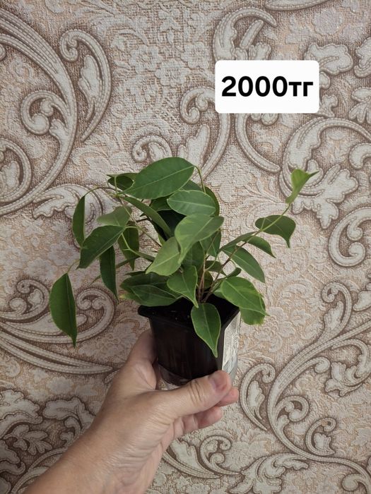 Фикусы. Комнатное растение