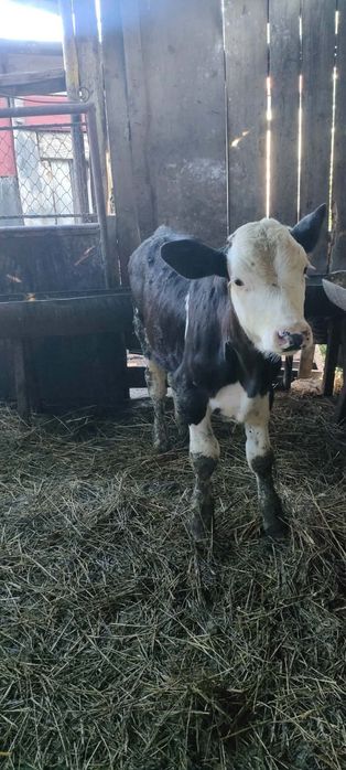 Vând 6 tăurași bălțată românească