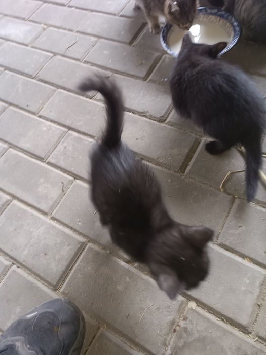 Отдадим котят в хорошие руки