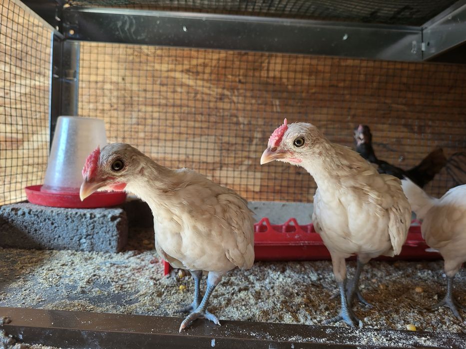 Pui din rasa Sebright / Australorp