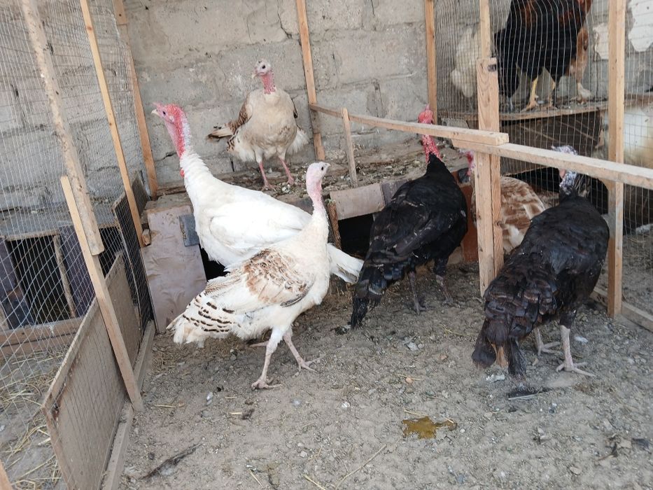 Kurkalar sotiladi modalar 400 ming narlar 500 ming sog'lom