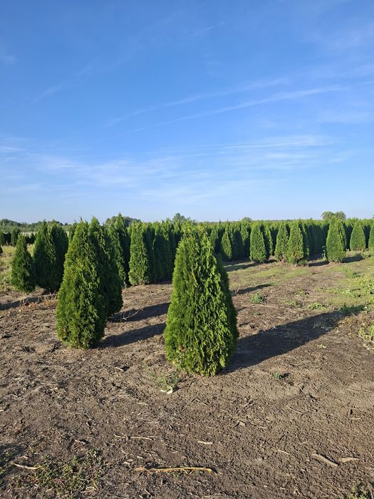 Plante ornamentale Tuia smarald&leylandii