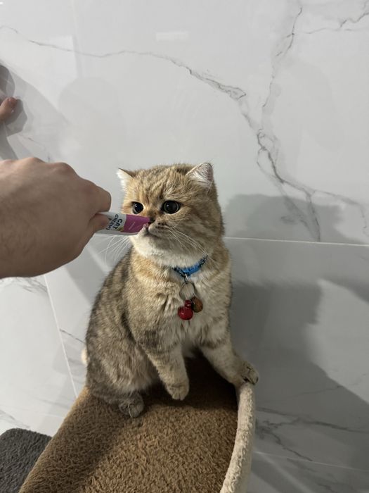 VYAZKA Сезонные скидки! Золотая шиншила на вязку!