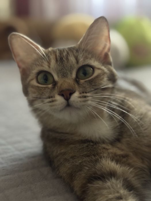 Отдаю кошечку в добрые руки