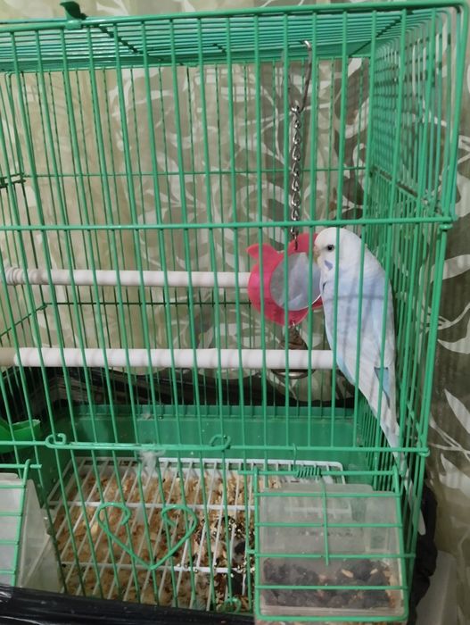 Продам попугая девочку , небесного цвета