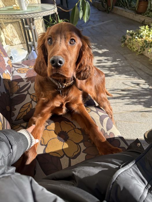 Продавам Ирландски Сетер