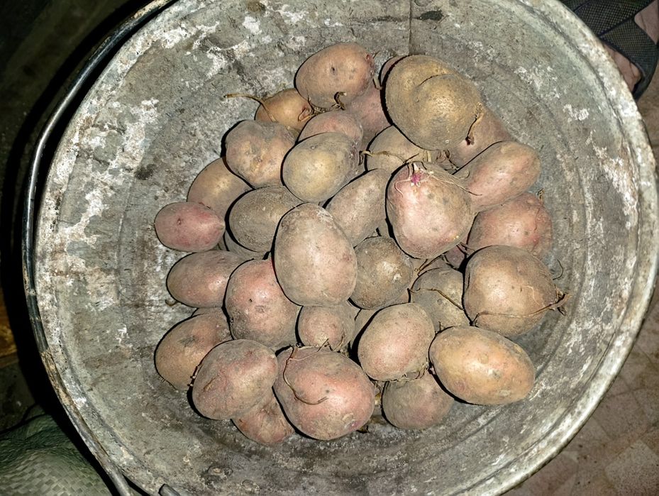 Продам хороший картофель