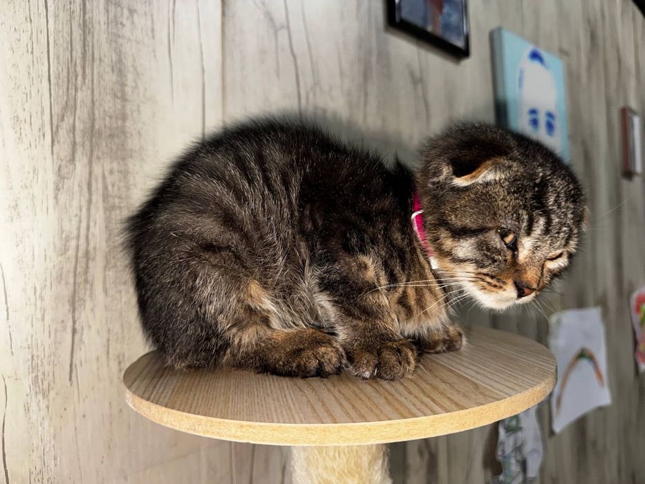 котенок ищет дом