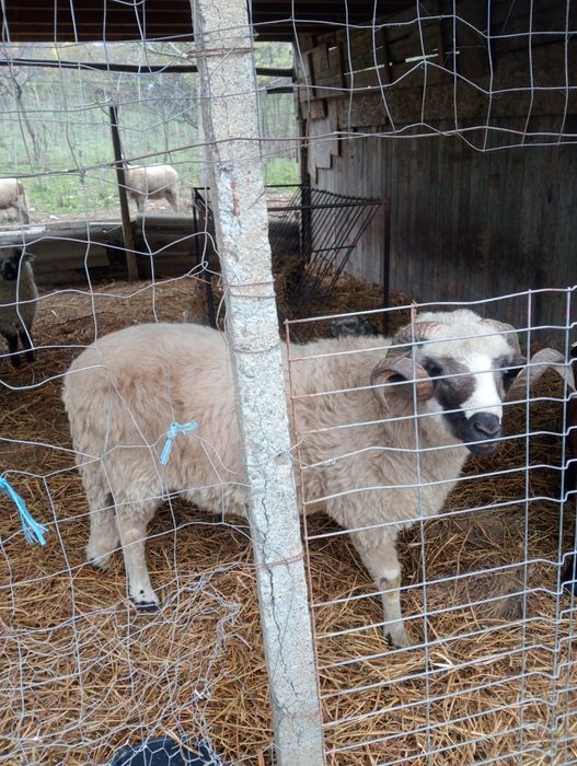 Berbec țurcan de vânzare