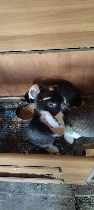 Продам кроликов разной породы