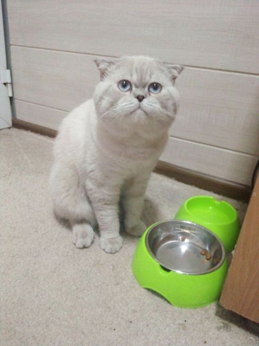 Кот для вязки.Juftlashish uchun erkak mushuk