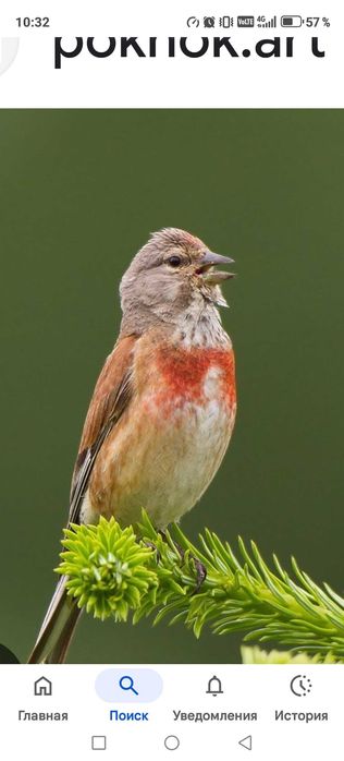 Продам птицу певчую