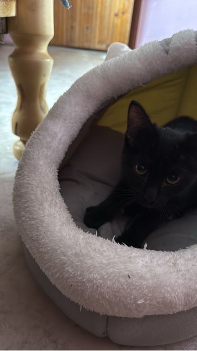 Отдаем кота в добрые руки