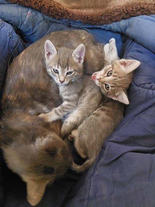 Отдам котёнка в добрые руки