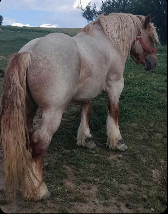 Vând armăsar de 4 anii!!
