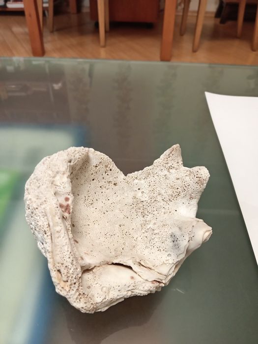 Ракушка коралл крупная