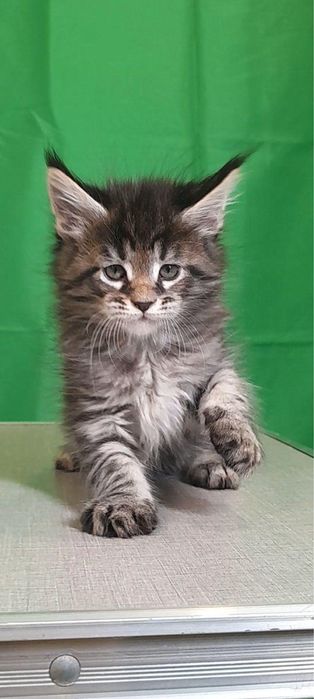 Maine coon femelă