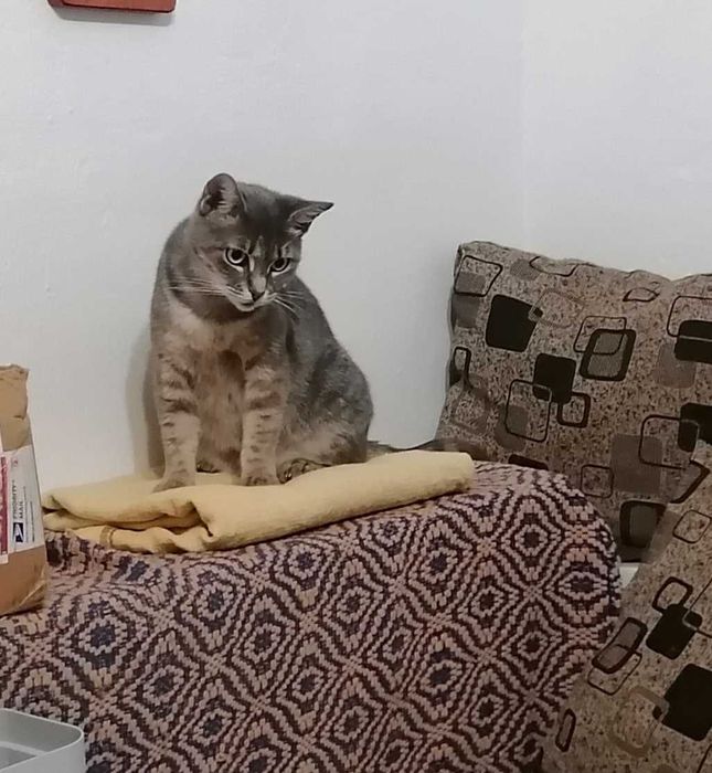 Ofer spre adoptie pisicuta in varsta de 4 ani