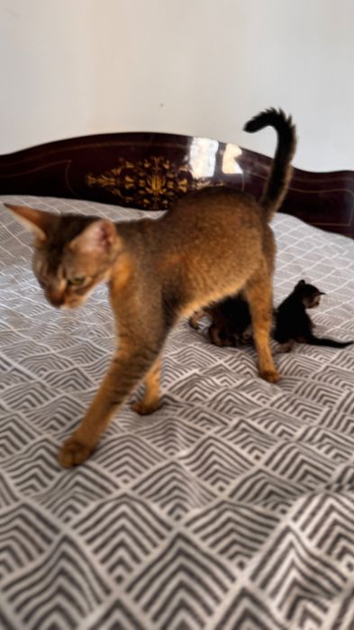 Abessinian mushukchalar