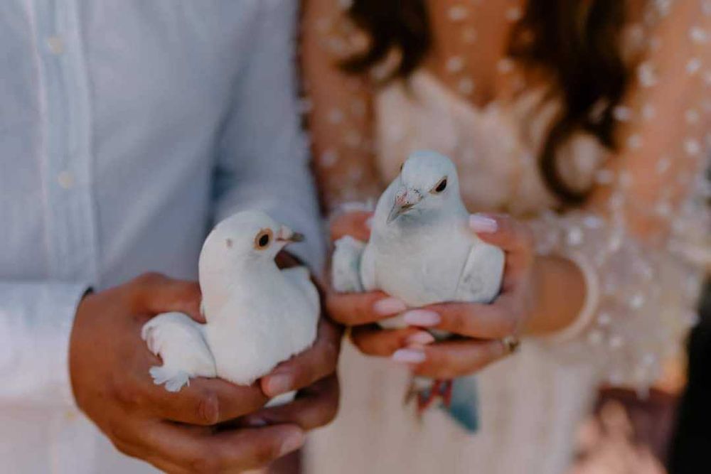 DacEvents,Porumbei Albi Nunta și Tort shoturi