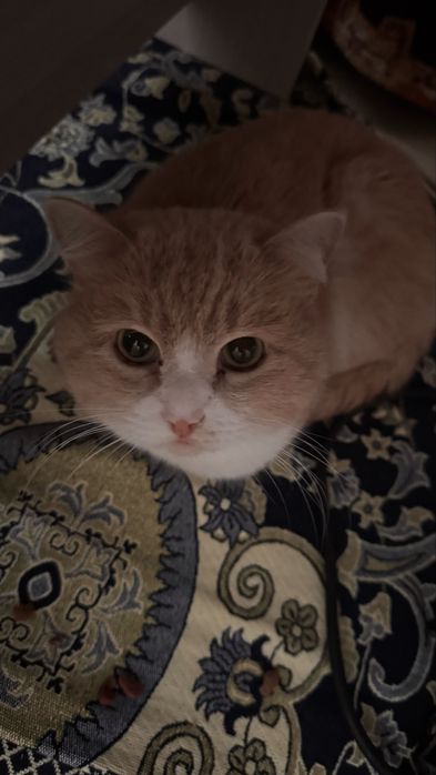 Отдам кота в хорошие руки