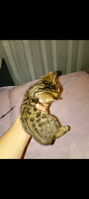 Бенгальские котята