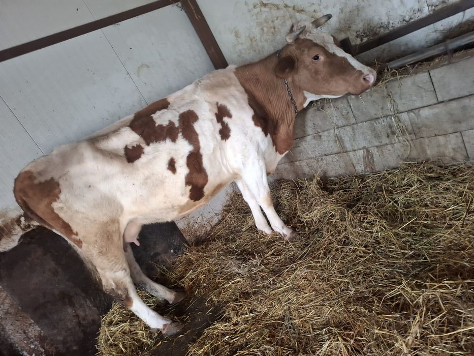 Vacă la adoua fătare