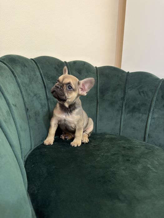 Bulldog francez Baiat