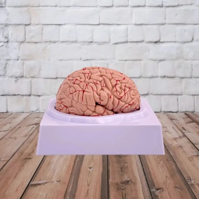 Муляжи Анатомические Макет Мозг головного мозга бош мия Mulyaj Miya