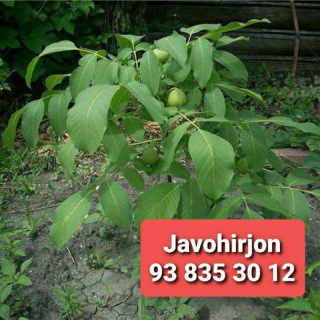 Karlek VA polekarel mevali kuchatlar