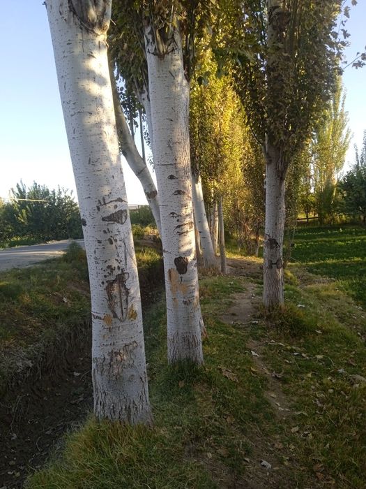 Sifati yaxshi qurtlamagan arzon