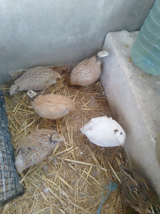 De vânzare prepelițe