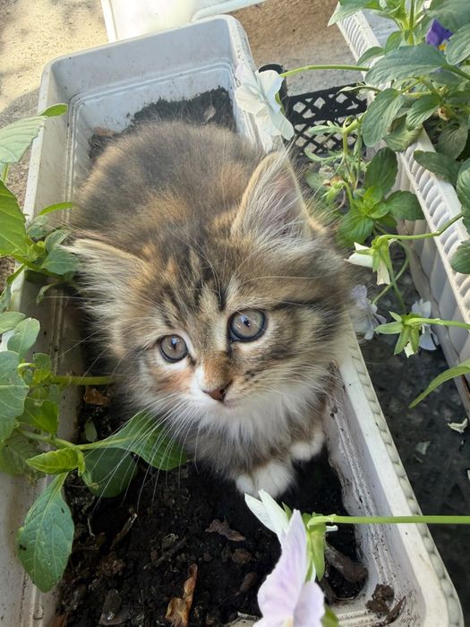 Котята в хорошие руки