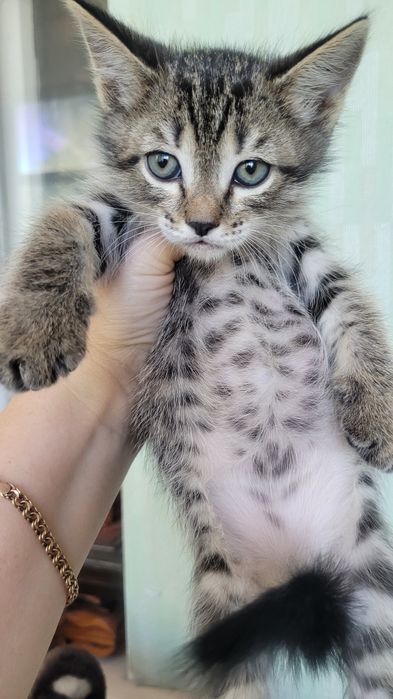 Дарю котят в добрые руки