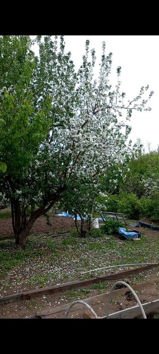 Продам Дачу. Сад Металлург