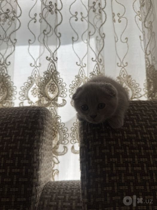 Srochna Scottish fold mushuk bolalari sotiladi