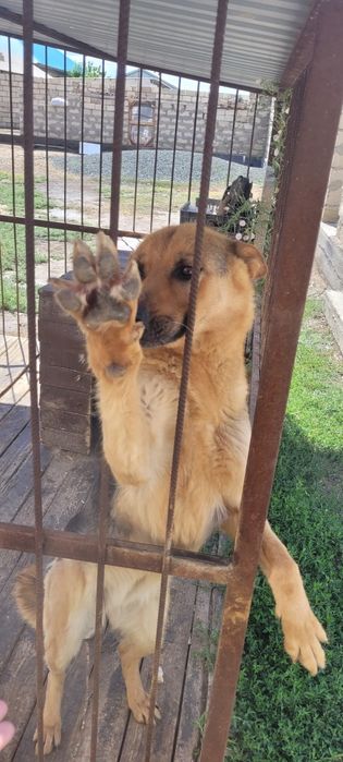 Собака доброе руки чисто символический
