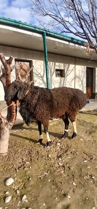 Qochqor zotli Qirgiz