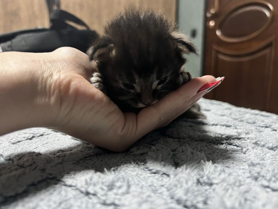 Котенок Мейн кун